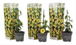 Plant in a Box - Thunbergia alata 'Lemon Star' - Set van 3 - Gele Bloeiende klimplanten - Pot 9cm - Hoogte 25-40cm