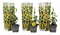 Plant in a Box - Thunbergia alata 'Lemon Star' - Set van 3 - Gele Bloeiende klimplanten - Pot 9cm - Hoogte 25-40cm