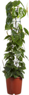 Gatenplant - Philodendron Scandens Brasil hoogte 120cm potmaat 24cm