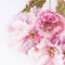 Thea Gouverneur - Borduurpakket met telpatroon - 512A - Voorgesorteerde DMC Garens - Prunus Bloesem - Aida - 30 cm x 20 cm - DIY Kit