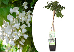 Plant in a Box - Wisteria floribunda 'Longissima Alba' - Japanse blauwe regen - Witbloeiende sierplant - Klimmer - Pot 15cm - Hoogte 60-70cm