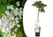 Plant in a Box - Wisteria floribunda 'Longissima Alba' - Japanse blauwe regen - Witbloeiende sierplant - Klimmer - Pot 15cm - Hoogte 60-70cm