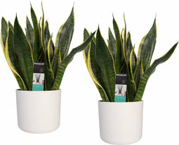 Duo Sansevieria Superba met Elho b.for white
