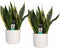 Duo Sansevieria Superba met Elho b.for white