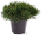 Pinus mugo mughus - Bergden - Planthoogte: 30-40 cm - Pot Ø 23 cm (5 liter)