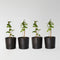 Plant in a Box - Rubus fruticosus 'Thornfree' - Set van 4 - Braam - Doornloze zwarte braam - Fruitplanten - Struik - ⌀15cm - Hoogte 50-60cm