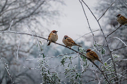 Customize it - Tuinschilderij musjes winter 130x70