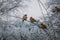 Customize it - Tuinschilderij musjes winter 130x70