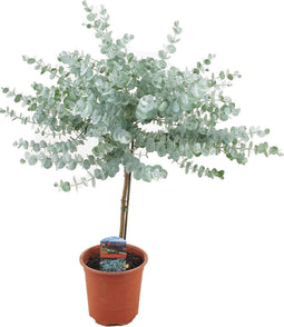 Plant in a Box - Eucalyptus Gunnii - Winterharde Eucalyptusboom op stam - Pot 17cm - Hoogte 55-65cm