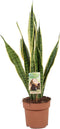 Goed & Groen - Combipakket - Sansevieria Laurentii en Zeylanica en Dieffenbachia Compacta en Camilla -↨ 60cm - Potmaat 17 - Kwaliteit Planten - Kamer Plant - Kamerplanten - Sfeer