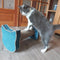 Tyrol - Horizontale krabpaal - Ecologisch gerecycled karton - Blauw - 44 x 22 x 21 cm
