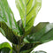 Mica Decorations Ficus Lyrata - Kunstplant - H100 x Ø60 cm - Groen