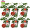 Plants by Frank | Aardbeien plant BIO Set van 6 | Aardbeien | 100% Biologisch gekweekt | Fruit tuin | Fruitplanten | Planten | Tuinplanten Winterhard | Fruitplant