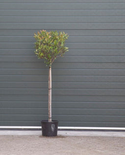 2 stuks! Bol Photinia Photinia f. Red Robin h 140 cm st. omtrek 6 c...