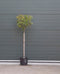 2 stuks! Bol Photinia Photinia f. Red Robin h 140 cm st. omtrek 6 c...