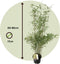 Plant in a Box - Fargesia nitida 'Red Dragon' - Set van 2 - Niet woekerende bamboe met rode stelen - Winterhard en groenblijvend - Pot 17cm - Hoogte 60-80cm