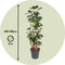 Plant in a Box - Polyscias 'Fabian' - XXL Groene kamerplant - Donkergroene leerachtige bladeren - Pot 31cm - Hoogte 140-150cm