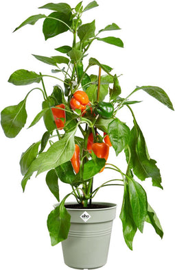 Elho Green Basics Kweekpot 40 - Kweekpot voor Binnen en Buiten - Ø 40.0 x H 37.0 cm - Steengroen