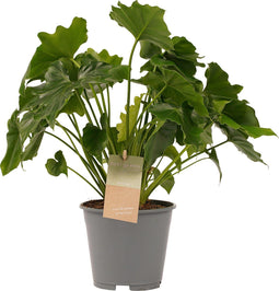 Goed & Groen - Decorum Philodendron Shangri La - ↨ 35cm - Potmaat 14 - Exclusieve Kwaliteit Planten - Kamer Plant - Kamerplanten - Sfeer - Interieur