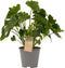Goed & Groen - Decorum Philodendron Shangri La - ↨ 35cm - Potmaat 14 - Exclusieve Kwaliteit Planten - Kamer Plant - Kamerplanten - Sfeer - Interieur
