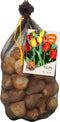 Baltus - Bollen Tulipa Darwin mix rood/geel 40 stuks