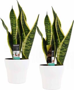 Decorum Duo Sansevieria Superba met Anna White potten – ↨ 35cm – ⌀ 12cm