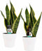 Decorum Duo Sansevieria Superba met Anna White potten – ↨ 35cm – ⌀ 12cm