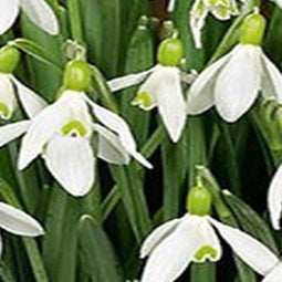 2 stuks - JUB - Galanthus elwesii 20 bollen