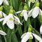 2 stuks - JUB - Galanthus elwesii 20 bollen