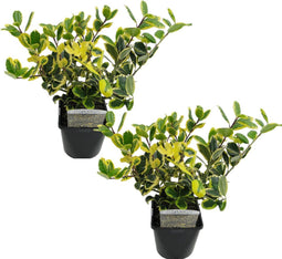 Plant in a Box - Ilex Golden King - Set van 2 - Groenblijvende tuinplant - kleur uw herfst- en wintertuin - Pot 17cm - Hoogte 25-35cm