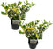 Plant in a Box - Ilex Golden King - Set van 2 - Groenblijvende tuinplant - kleur uw herfst- en wintertuin - Pot 17cm - Hoogte 25-35cm