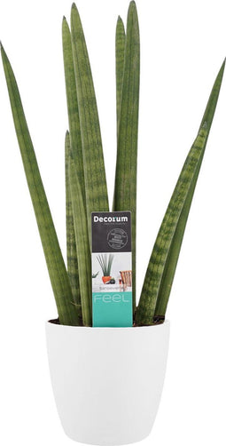Sansevieria Cylindrica met Elho brussels white ↨ 60cm - hoge kwaliteit planten
