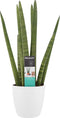 Sansevieria Cylindrica met Elho brussels white ↨ 60cm - hoge kwaliteit planten