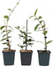 Plant in a Box - Mix van 3 Jasmijn klimplanten - Trachelospernum jasminoïdes tuinplanten - Pot 9cm - Hoogte 25-40cm