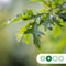 Moeraseik | Quercus Palustris 6-10 cm | Bomenbezorgd.nl