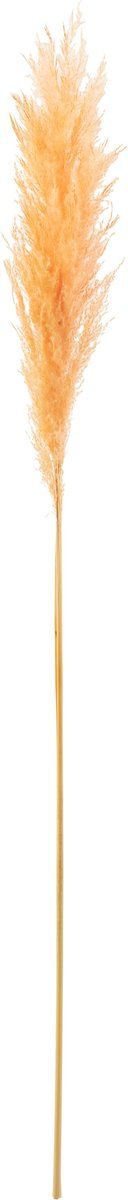J-Line droogbloemen Tak Pampas - gedroogd pluim - lichtoranje