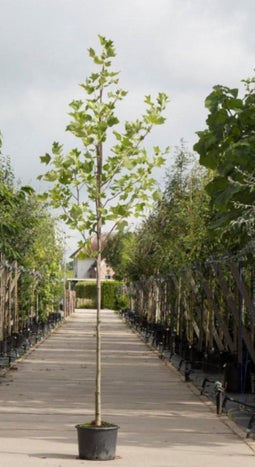 Tulpenboom | Liriodendron tulipifera | Bomenbezorgd.nl