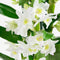 Dendrobium Nobile Apollon 3T – ↨ 50cm – ⌀ 12cm