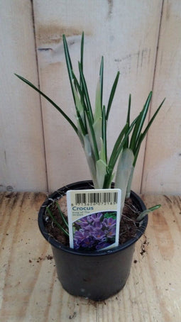 3 stuks! Krokus blauw Waterntuin Natuurlijk