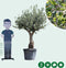 Olijfboom | Olea europaea 40-60 cm | Bomenbezorgd.nl