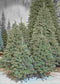 Triumph Tree Forest Frosted Kunstkerstboom - H260 cm - groen