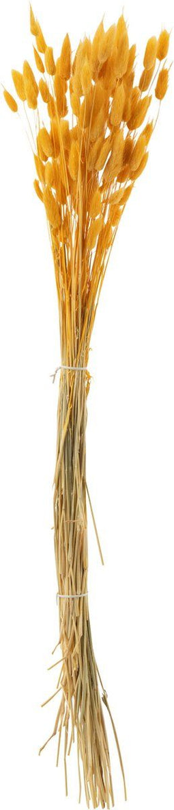 J-Line droogbloemen - Bundel Hazenstaart - gedroogd pluim - oranje/goud