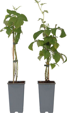 Plant in a Box - Rubus idaeus 'Malling Promise' - Set van 2 - Framboos - Fruitplanten - Struik - ⌀15cm - Hoogte 50-60cm