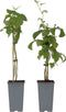 Plant in a Box - Rubus idaeus 'Malling Promise' - Set van 2 - Framboos - Fruitplanten - Struik - ⌀15cm - Hoogte 50-60cm