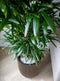 Capi Europe - Vaas elegant laag Groove NL - 34x46 - Ivoor - Opening Ø27 - Bloempot voor binnen en buiten - Levenslang garantie - Breukbestendig - 100% Recyclebaar - CO2 Neutraal geproduceerd - KGVI782