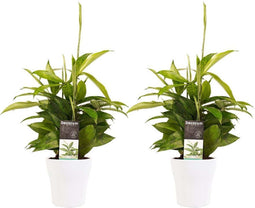 Decorum Duo 2 x Dracaena Surculosa met Anna white – ↨ 45 cm – ⌀ 12 cm
