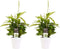 Decorum Duo 2 x Dracaena Surculosa met Anna white – ↨ 45 cm – ⌀ 12 cm