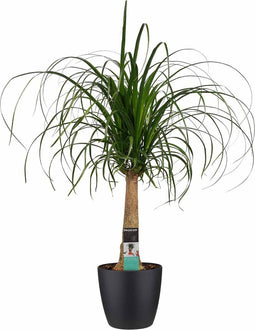 Decorum Beaucarnea Recht met Elho brussels black – ↨ 70cm – ⌀ 21cm