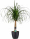Decorum Beaucarnea Recht met Elho brussels black – ↨ 70cm – ⌀ 21cm