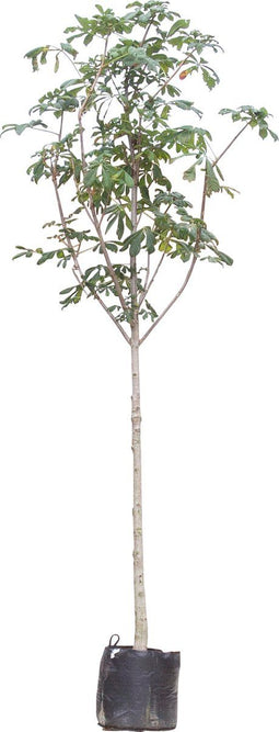 2 stuks! Paardenkastanje Aesculus hippocastanum h 250 cm st. omtrek...